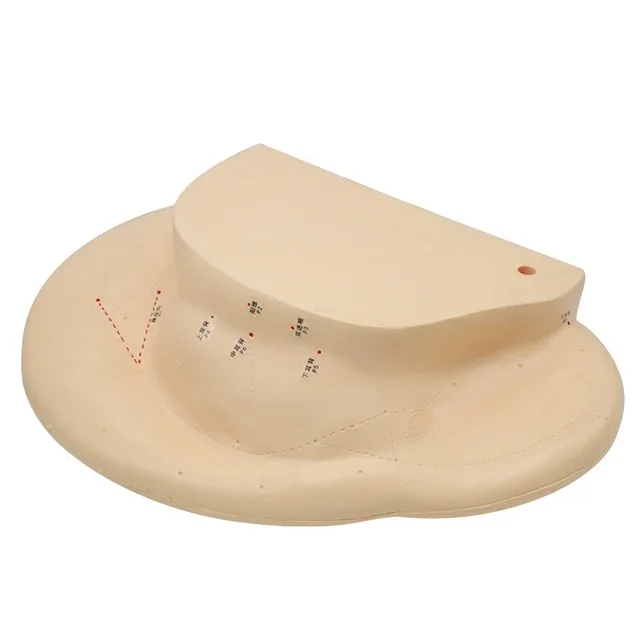 Модель ушной акупунктуры 40 см модель для рефлексотерапии с руководством на