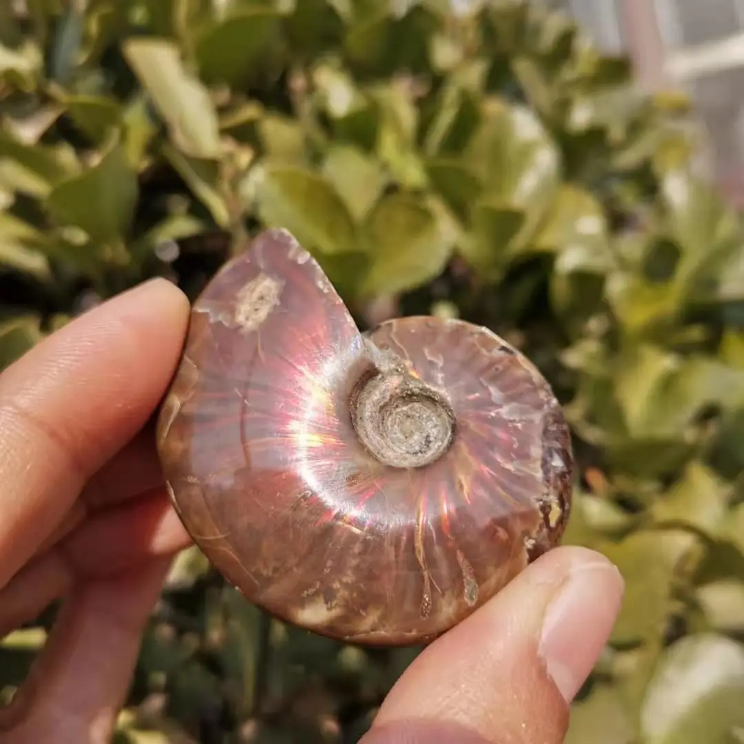 

40~50mm Ammonite Fossil Rainbow Ammonite Fossil pecimens Madagascar