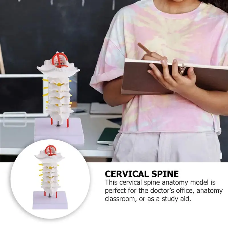 

1pc Cervical Spine Model Simulation Intervertebral Medical Model Teaching Prop
