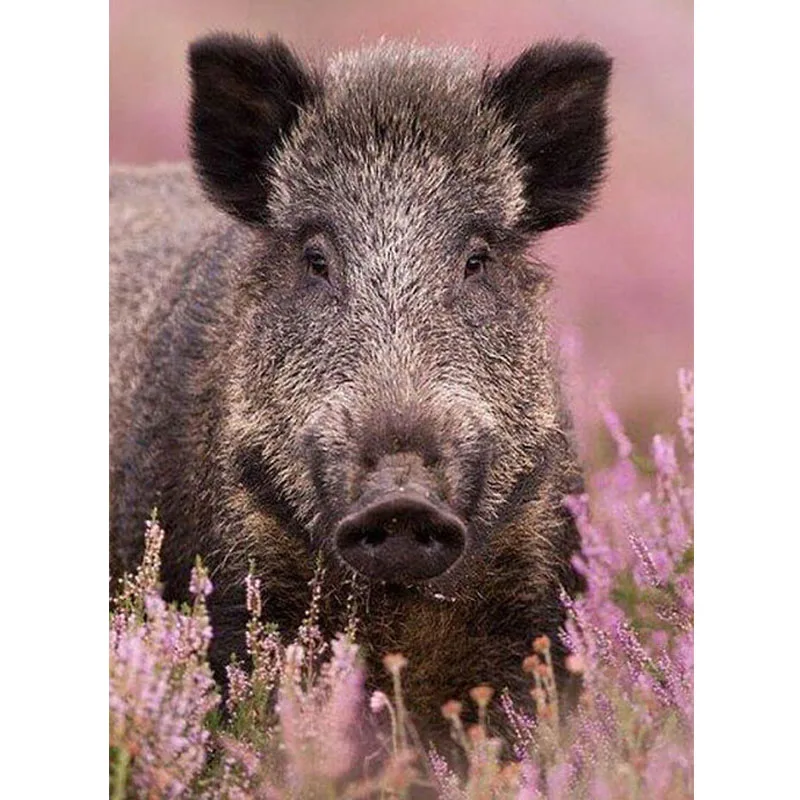 

5D diamond painting wild boar full 5D diamond embroidery forest animals mosaic cross stitch crystal diamond pig decorative