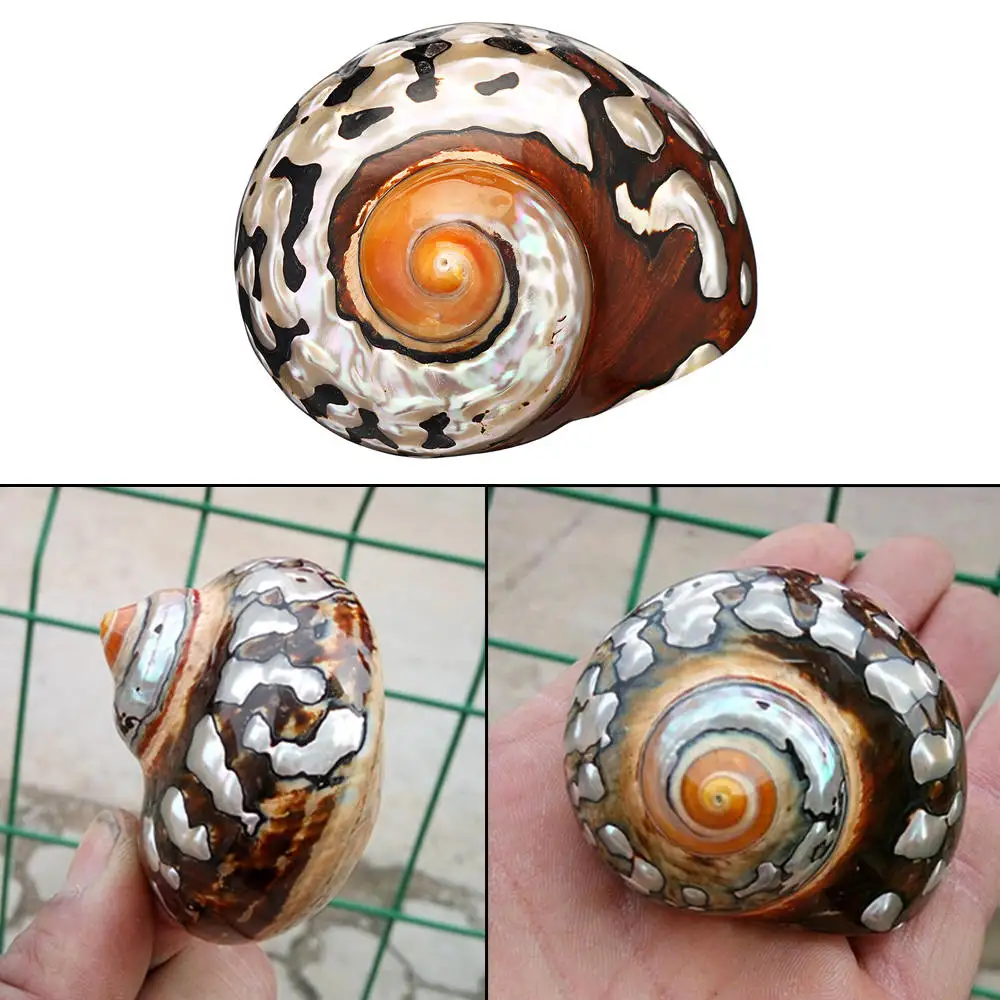 Натуральная раковина Африканский тюрбан Коралловая морская улитка украшение