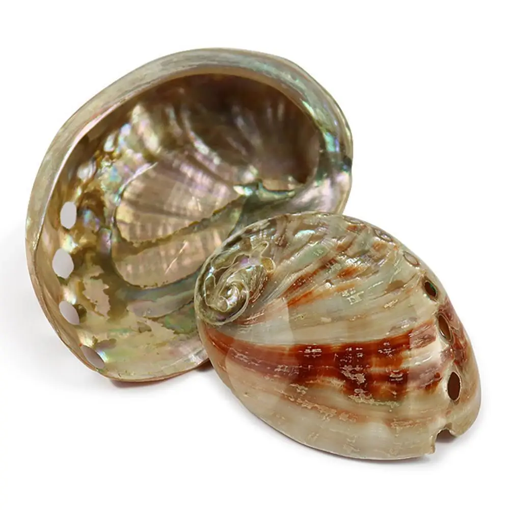 Натуральная сафлоровая Морская раковина аквариум ландшафтное украшение для