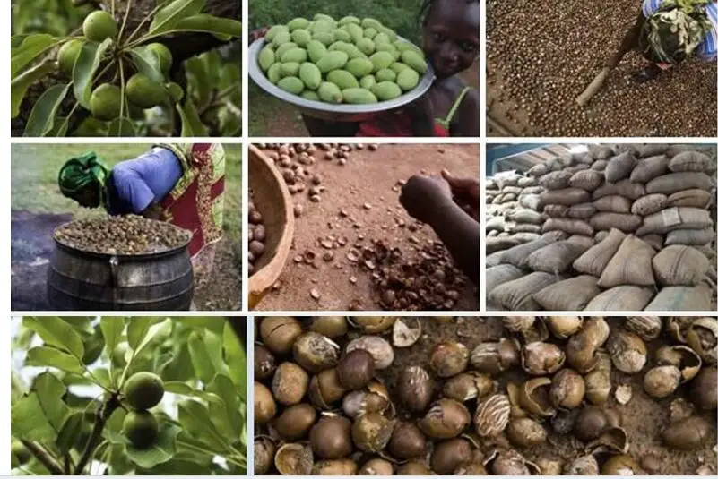 100% масло семян Ши чисто увлажняет кожу предотвращает появление морщин помада