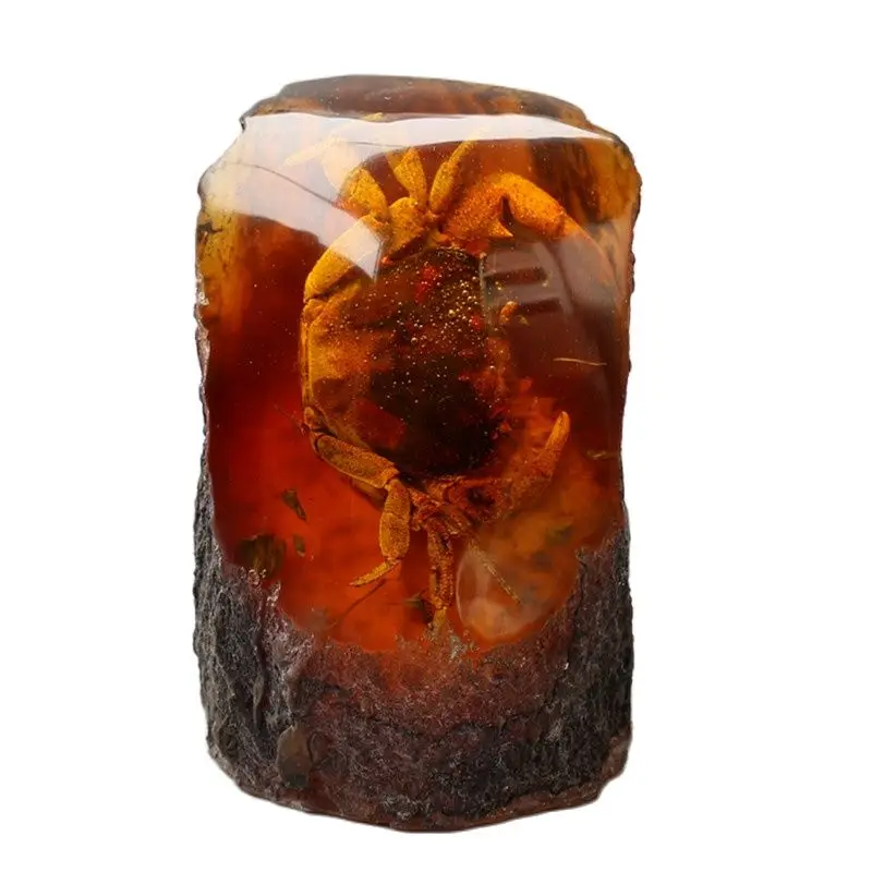 

Образцы янтаря, мелкие животные, живые протолиты, крабы, насекомые и редкие ископаемые украшения