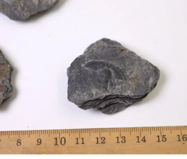 Палеоленус лантеноиси трилобиты окаменелые гуаньшань Биота Polular Science Fidelity Fossil
