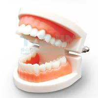 pro dental study teaching white teeth typodont demonstration teeth model oral medical education tools dentistry product