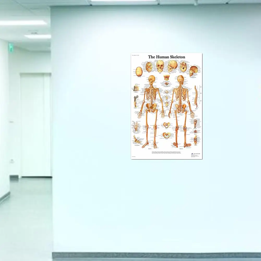 Шелковая ткань человеческая искусственная Мышечная система Обучающие