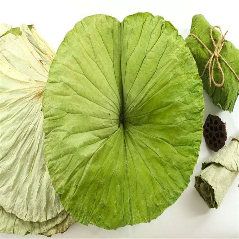 

40pcs Free shipping dried lotus leaf high quality pure natural whole dried lotus leaf more than 20cm