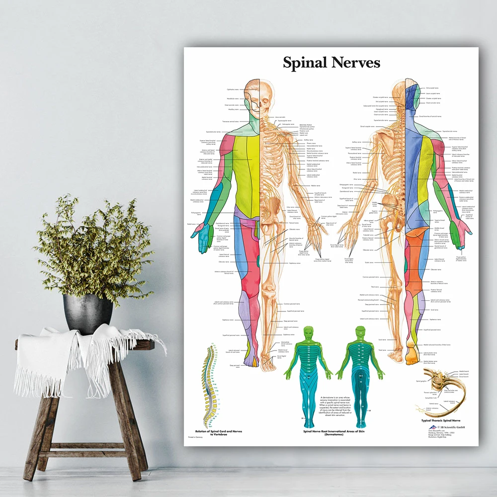 

Spinal Nerve Brain Anatomical Human Nordic Poster Body Map Wall Art Canvas Painting Wall Pictures For Living Room Home Unframed