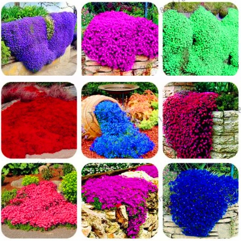 

200 шт., маска для губ с ароматом тимьяна