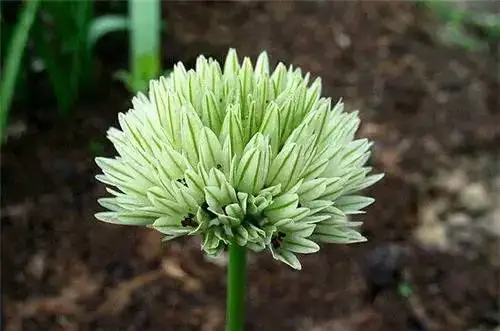 2 100 шт./упак. Seedsplants Giant Allium Giganteum красивый цветок-бонсай садовое растение в уровень почкования 95% редкий цветок для малыша - Цвет: 2
