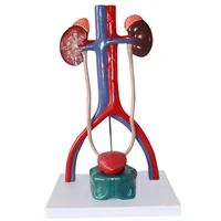 human urinary system anatomy model medical science teaching resources drop shipping