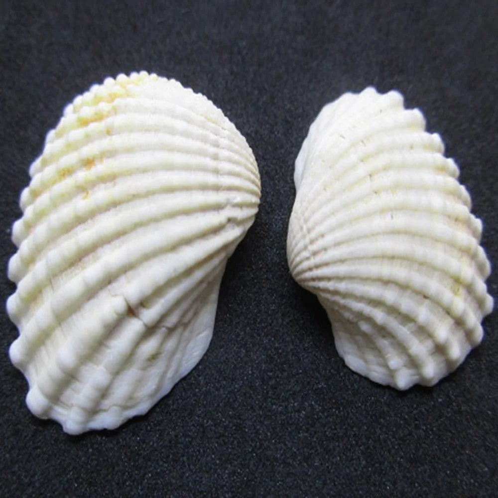 200 г Средиземноморский стиль DIY смешанные морские ракушки естественные ремесло
