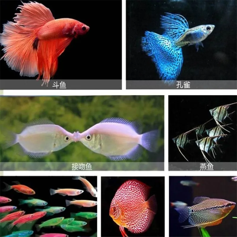 Аквариум 660 мл лиофилизированный Артемия креветок тропический небольших морских