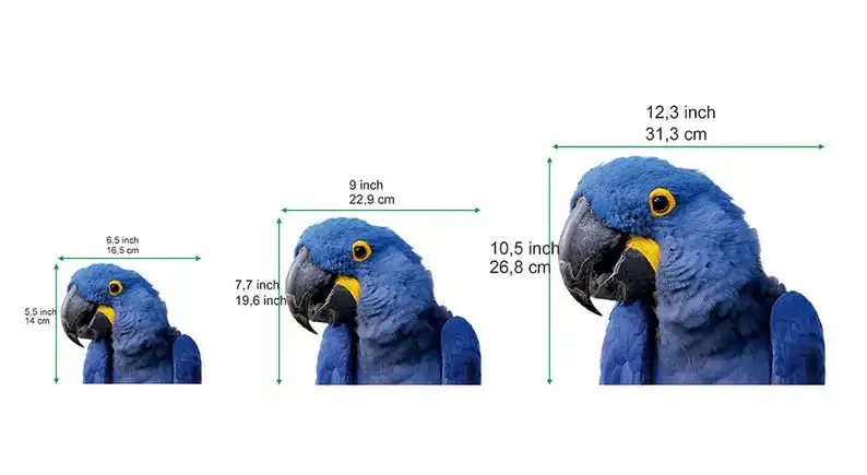 

2021 STICKER, Hyazinth-Ara window sticker, car sticker, Hyazinth-Ara car decal, funny sticker