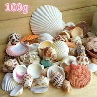 100 gram mix natural sea shells conch coquillage beach decor craft marine style fish tank seashells conch embellishment