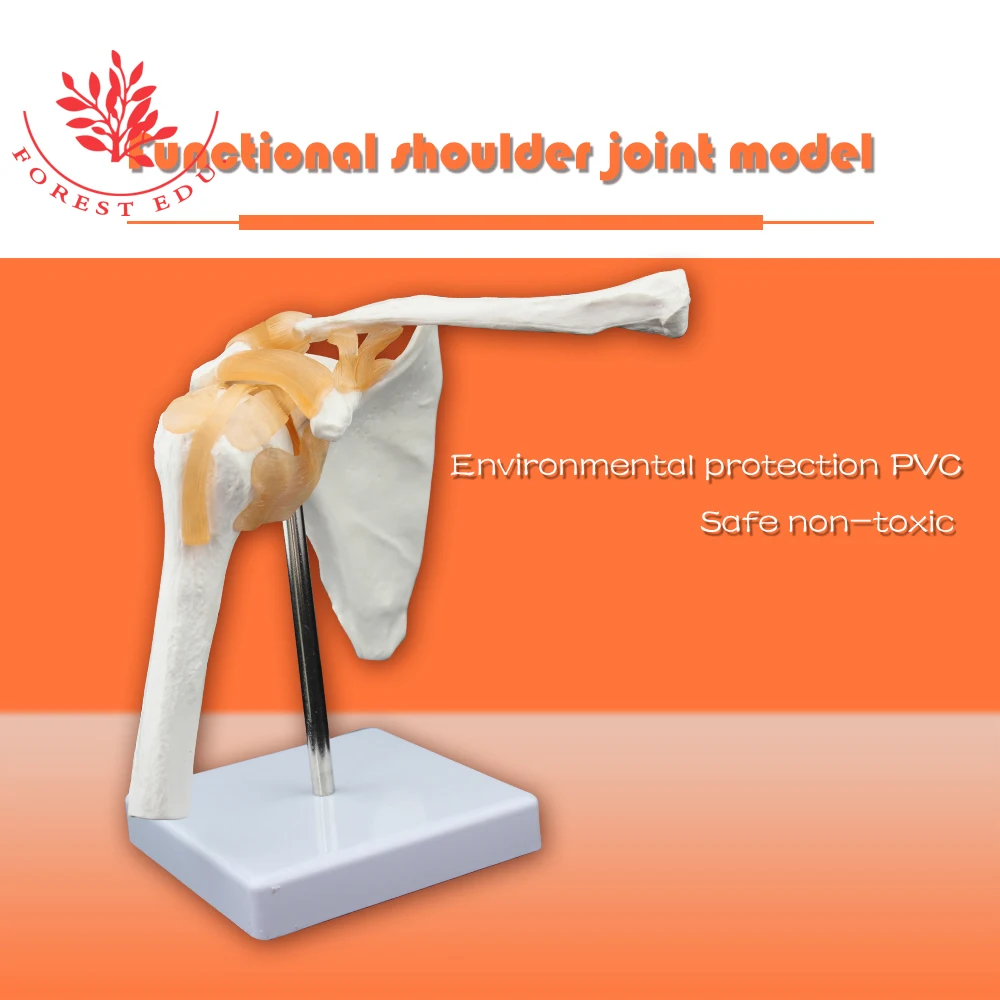 Шарнирная модель функциональная анатомическая размер в натуральную величину