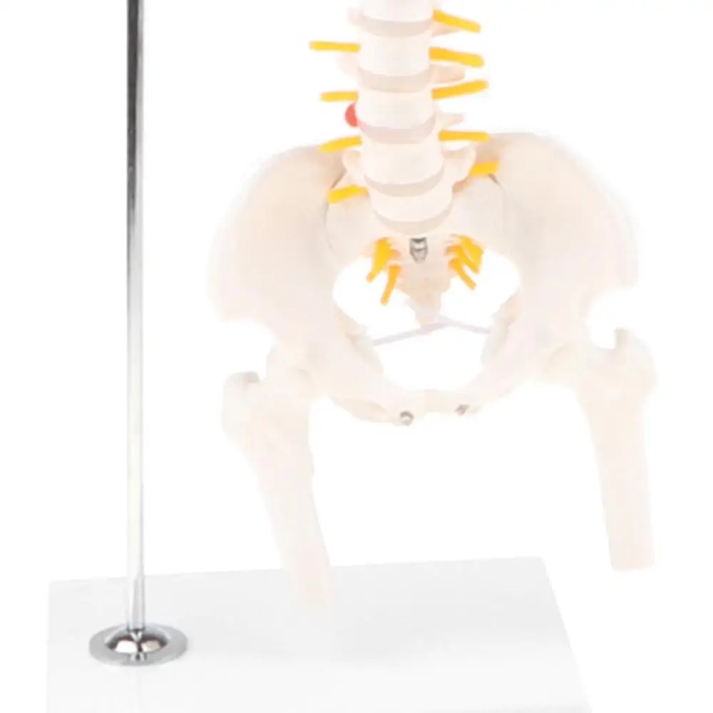 45 см человеческий позвоночник скелетный Поясничный с тазом медицинский
