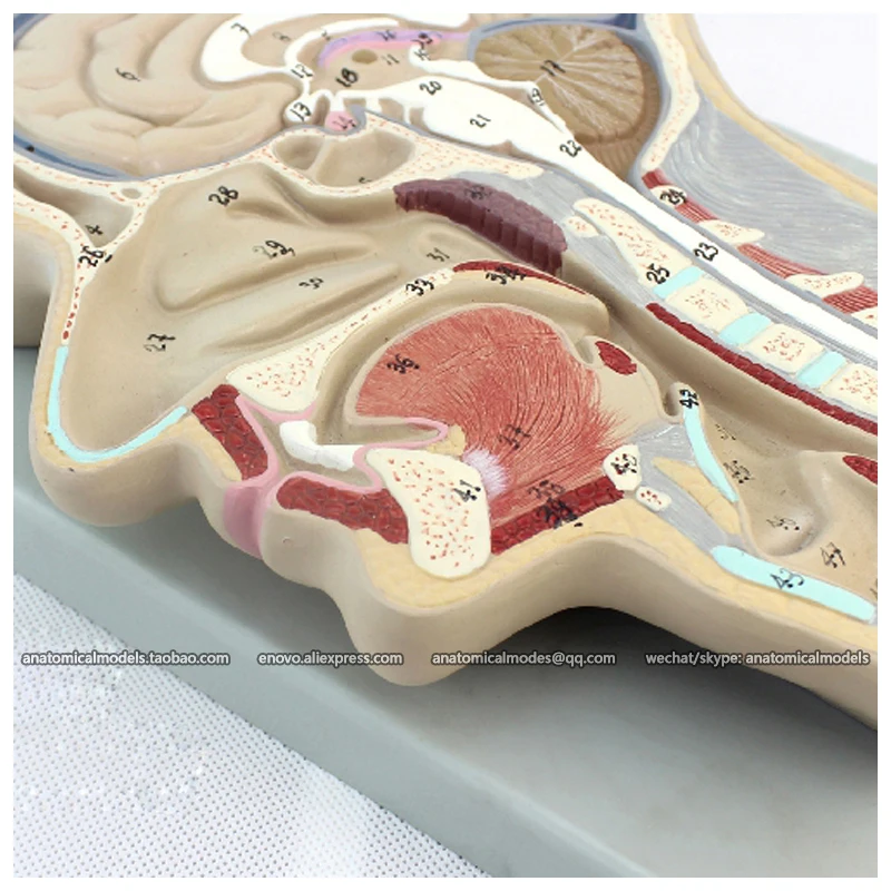 CMAM BRAIN02 Расширенный Мозга Разделе Модели 53 Позиций Отображаются Модель Мозга|brain