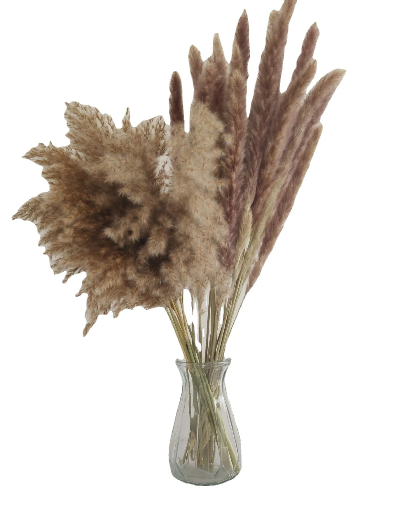 Ramo de Flores de ca&ntilde;a secas reales para decoraci&oacute;n del hogar, Flores de mesa Preservadas, hierba de Pampas Natural para habitaci&oacute;n, 30 piezas-3