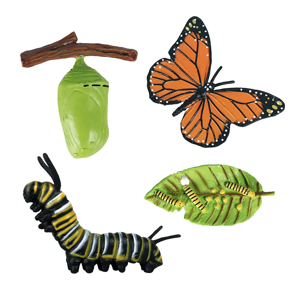 

Butterfly Growth Life Cycle Kid Preschool Learning Biology Toy Pretend Play