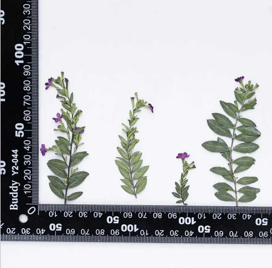 120 шт. прессованный высушенный Flower Tagetes patula L. Растения гербарий для эпоксидной