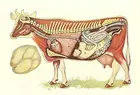 Ветеринарный плакат внутренние органы имитация окраски коровы Анатомия патологий наклейки в ретро стиле Ретро Декор для стен в винтажном стиле знаки адвокатского сословия жестяная вывеска 12 X