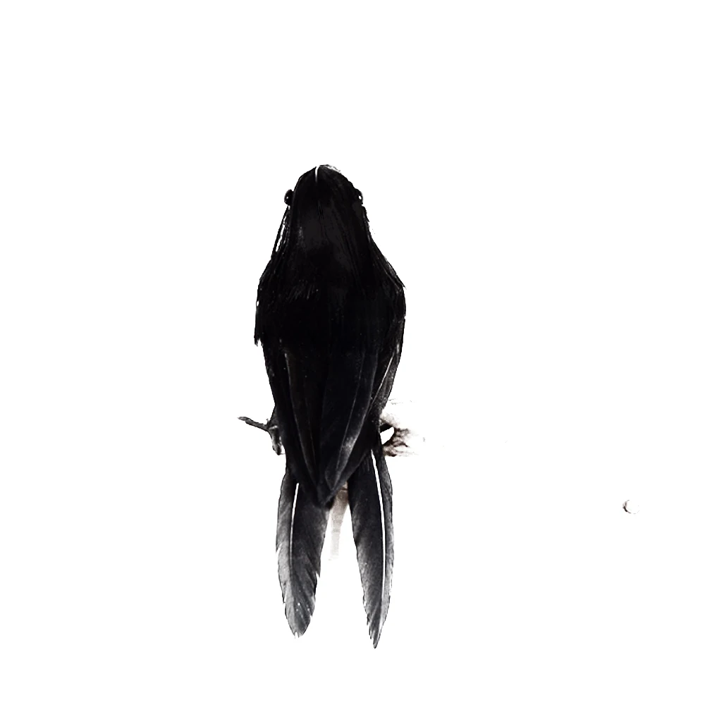 Пернатый черный Хэллоуин птица лужайка ворона реквизит яркое дерево сад | Дом и