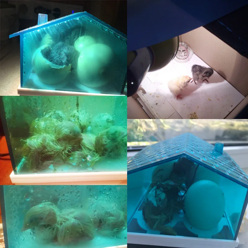 Новинка недорогая Китайская цифровая температура маленькая брошь 4