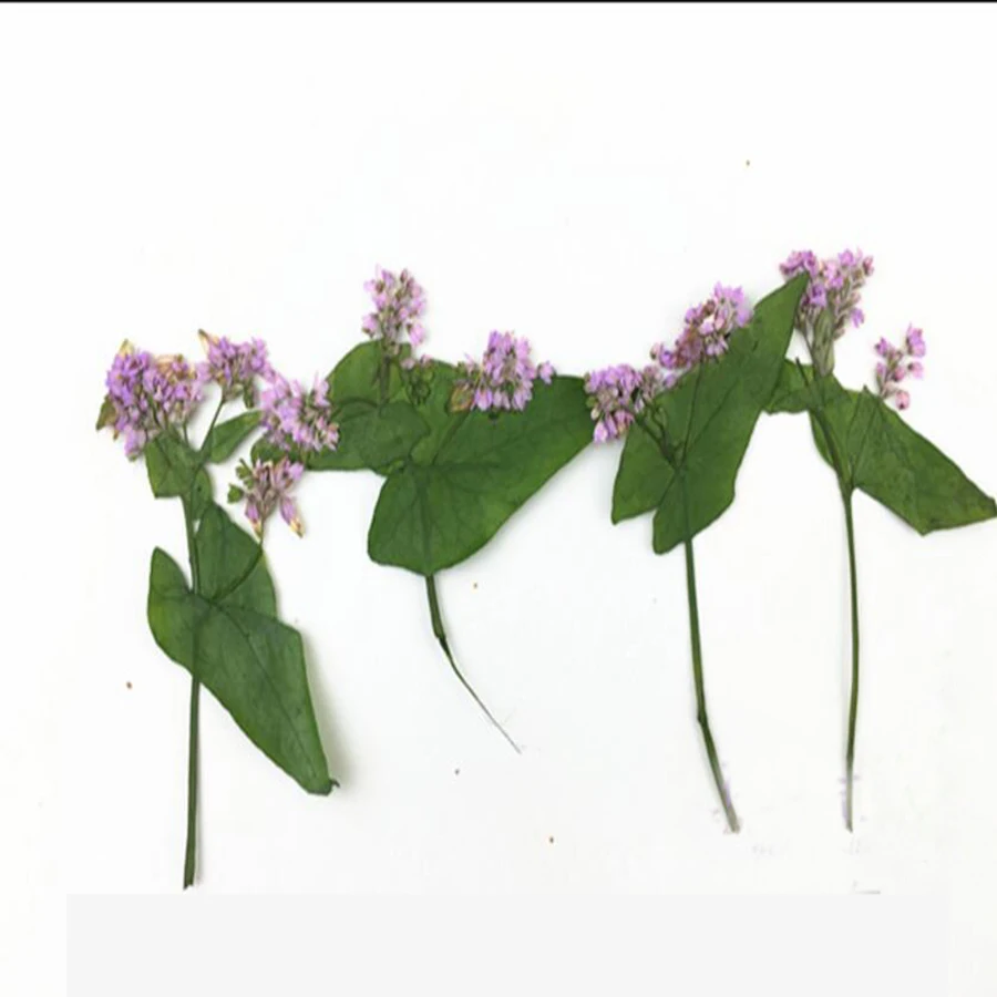 80 шт прессованный высушенный цветок гречихи гербарий из растений для ювелирных