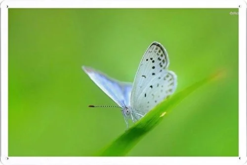 

Pet Poster White Butterfly Tin Sign Plate Artwork