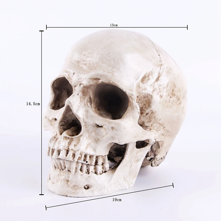 Человеческий череп, смоляная Реплика, медицинская модель Lifesize, 1:1, Хэллоуин, украшение для дома, высокое качество, декоративное ремесло, череп с коробкой