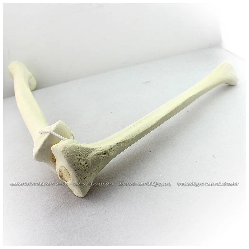 

12315 / Human Femur with Tibia Skeleton Orthopaedic Drilling Model, Medical Training Models