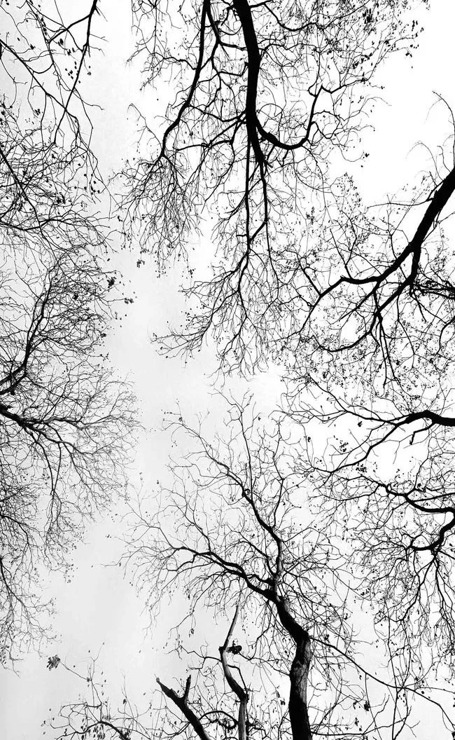 Настенные 3D-обои простые черно-белые для гостиной гостиницы зимние ветви