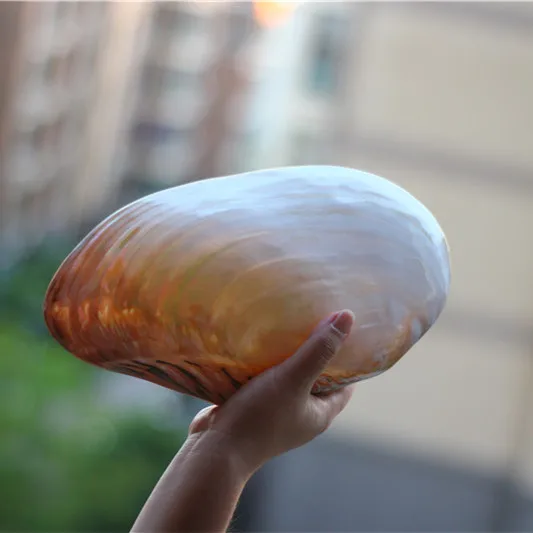 Ракушки ремесла натуральные жемчужные четыре большие известные ракушки