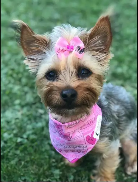 

100pcs Pet Supplies Dog Grooming Bows Rhinestone Pearls Pet Dog Hair Bows Pet grooming Accessories Rubber Bands Pet Products