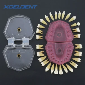 1 шт. Стоматологическая мягкая резинка, стандартная модель учебного стандарта с 28 шт. съемные зубы, модель стоматологических принадлежностей