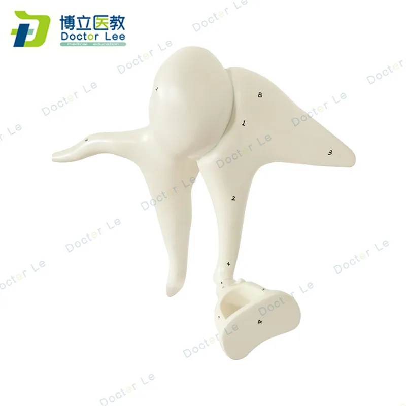 Human ear bones anatomy modle enlarged model of ossicle for medical teaching and learning | Канцтовары для офиса и дома