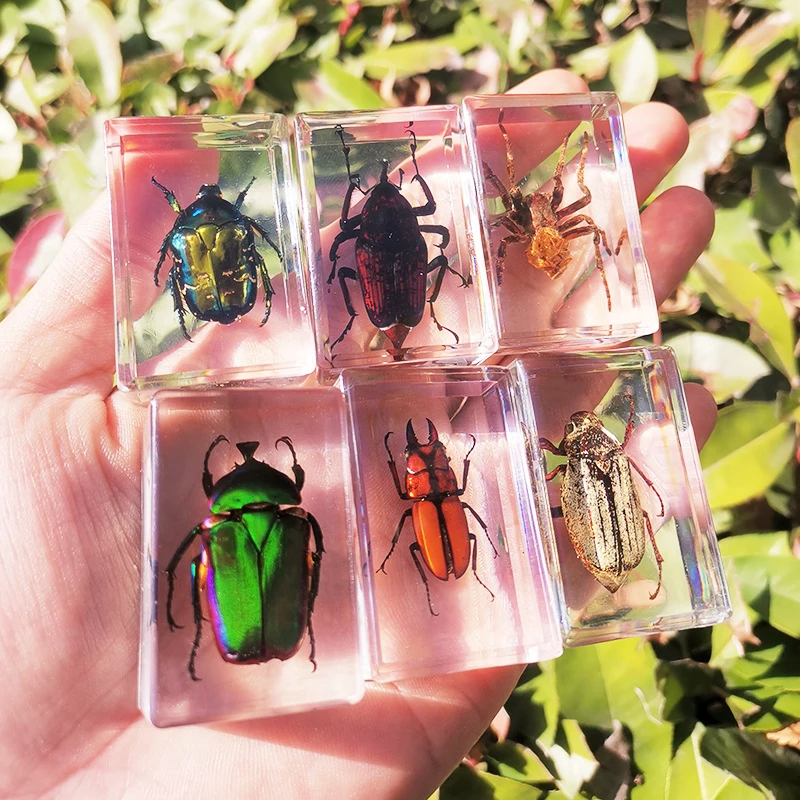 

Beautiful Insect In Resin Animal Collection Paperweight for Office Desk for Men Women Biology Science Teacher Education EF