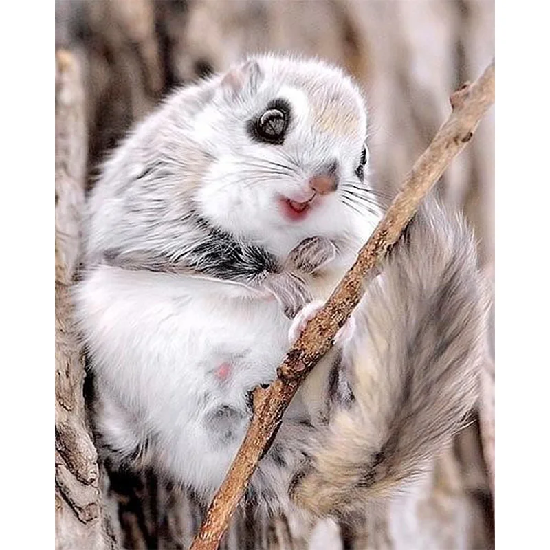 

DIY 5D diamond painting animal forest squirrel cross stitch mosaic pattern rhinestone diamond embroidery home decoration ZWQ