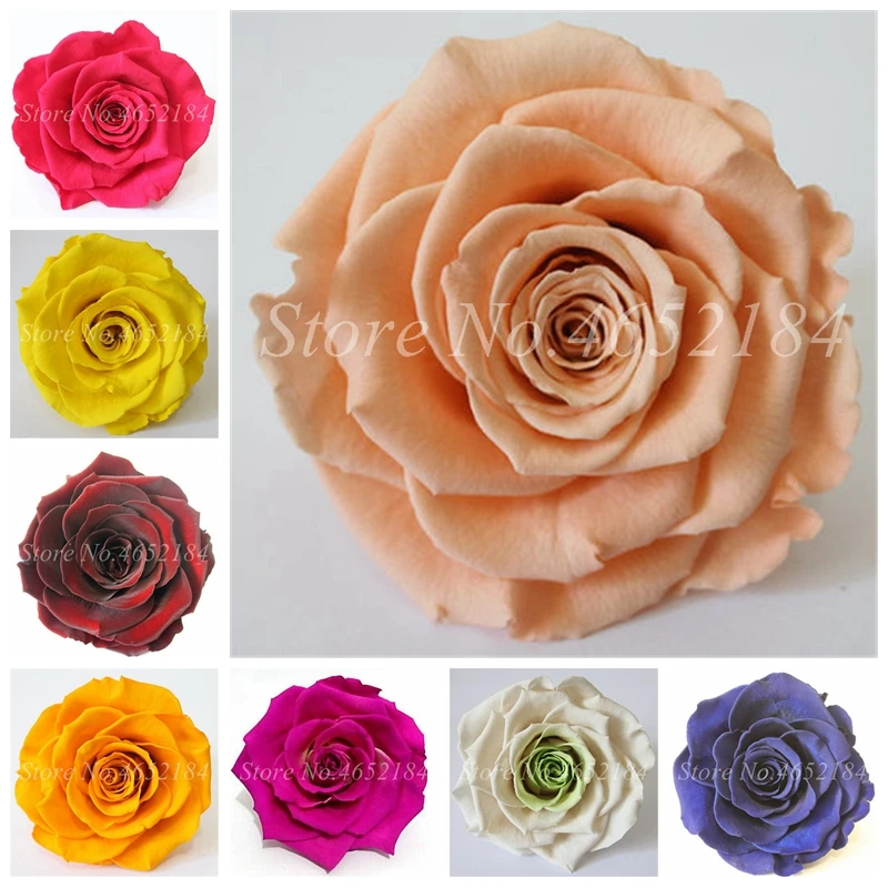 150 шт./пакет Редкие розовые Радуга Роза декор искусственные цветочные горшки| |