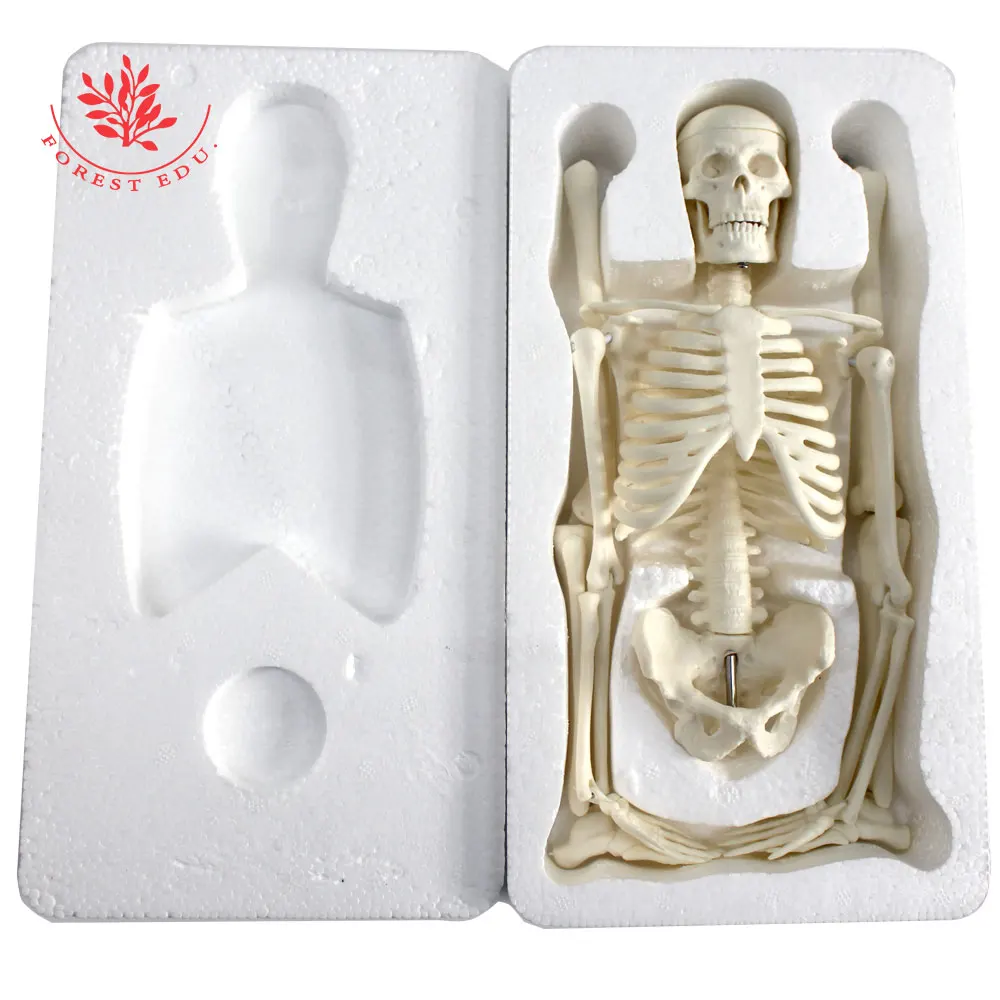 Модель человеческого скелета мини-размер 45 см подарок на Хэллоуин анатомический