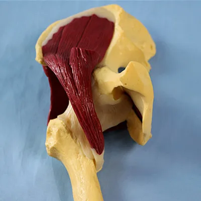 Human Hip Joint Model with Muscles For Teaching Type Skeleton | Канцтовары для офиса и дома