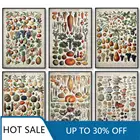 Рождественская Картина на холсте, винтажные овощи, фрукты, грибы, паттерн, античная печать, растительная картина, плакат на научную тематику кухонный Декор