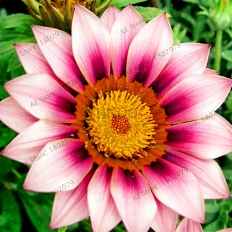 9 100 шт./пакет разноцветные Gazania rigens flores, цветок растения для дома и сада, бонсай для внутреннего и наружного спорта посадки - Цвет: 9