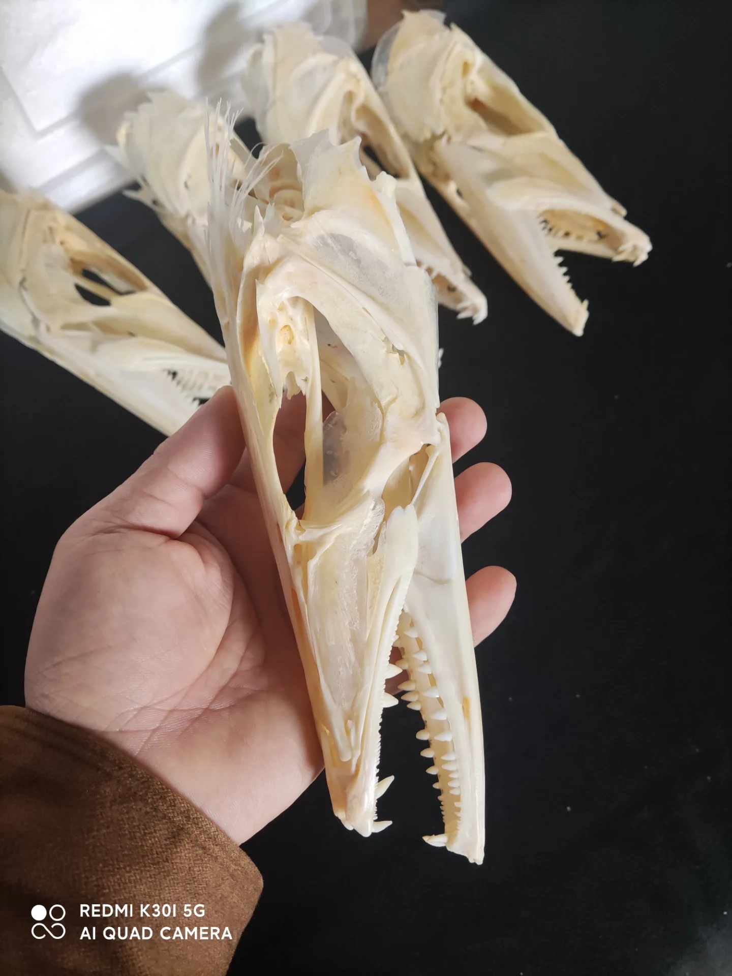 

1Pcs Real skull Anglerfish Fish mouth bone skull Animal skull specimen