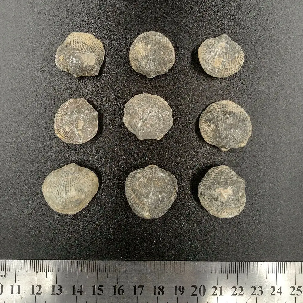 100% натуральные ископаемые морские окаменелости атрипа ретикуларис демонский