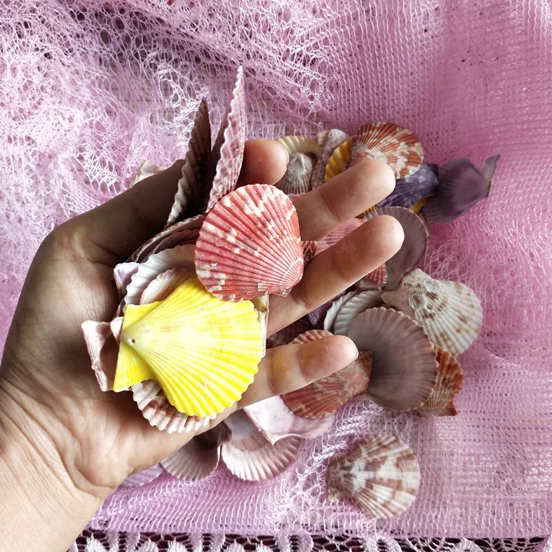 Ракушка из натуральной морской раковины 50 шт. | Дом и сад