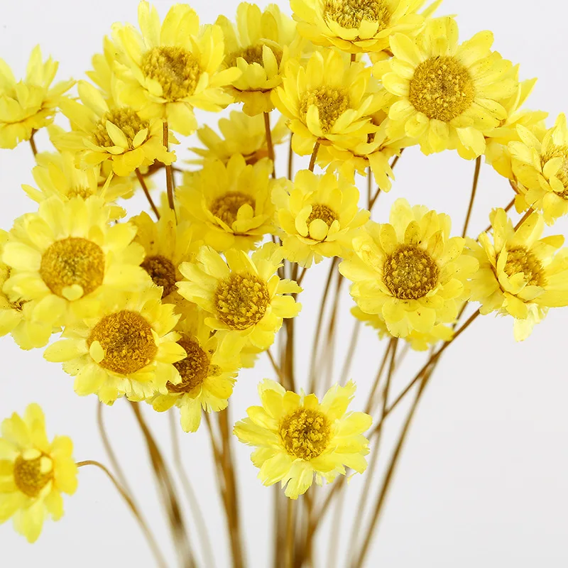 60pcs Natural Eternal Rose mini star flowers Dried Flower Bouquet for Wedding Party Home Decoration accessories Display flower | Дом и сад