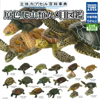 takara tomy genuine gashapon toys three dimensional encyclopedia turtle 15 type of action figure model ornaments toys